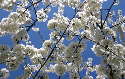 The beautiful flowering dogwood is the designated state tree of virginia. Our Favorite Spring Blooming Trees and Shrubs - Merrifield ...
