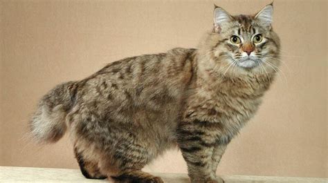 Top 10 Largest Cat Breeds In The World Cat Breeds American Bobtail