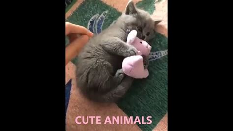 Cute Animals Videos Compilation 1 Youtube