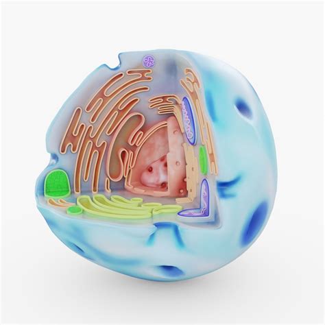 3d Model Human Cell Visualization Cgtrader
