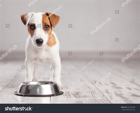 Puppy Eating Foot Dog Eats Food From Bowl Stock Photo 451055995