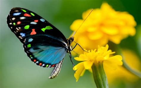 Colorful Butterfly On Yellow Flower In Blur Green Background Hd
