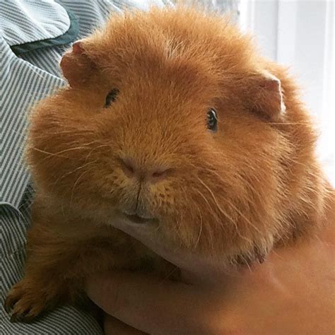 16 Guinea Pig Breeds That Have The Absolute Best Personalities