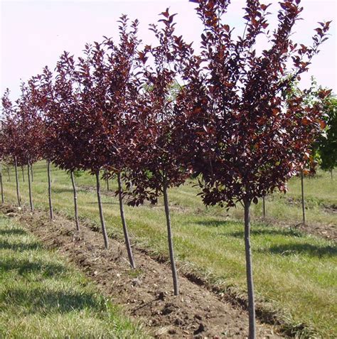 Canada Red Select Cherry Tree Shade Trees Tree Trees With Red Leaves