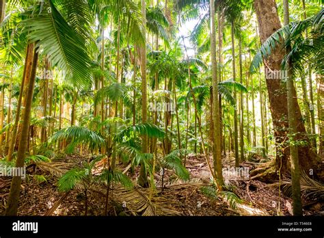 Gondwana Rainforest Lamington National Park Queensland Australia