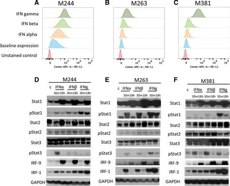 Induction Of Pd L1 By Interferon Alpha Beta And Gamma A C Flow