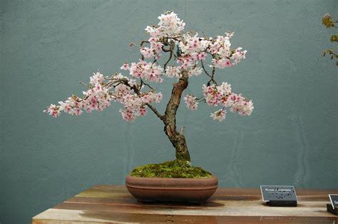 How To Grow And Care For Cherry Blossom Bonsai