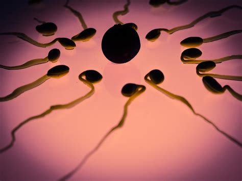 Wie Viel Sperma Wird Am Tag Produziert Tipps Zur M Nnlichkeit