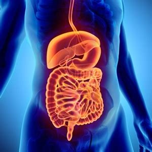 Although ibs is affiliated with the bowel, some of these symptoms originate in the upper portion of the gut, i.e. Bleeding in the digestive tract | Health24
