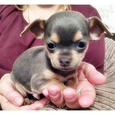 Compare our prices and the unique dollface looks of our puppies to those of other chihuahua breeders. micro teacup chihuahua puppies for sale in california in ...