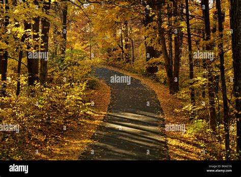 autumn foliage and road in bernheim arboretum and research forest bullitt county kentucky stock