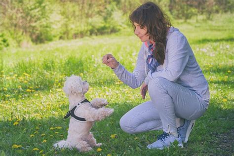 Woman Trains Her Dog In The Park Stock Image Image Of Doggy Outdoor