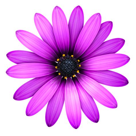 Flowers Icon Transparent Flowerspng Images And Vector Free Icons And