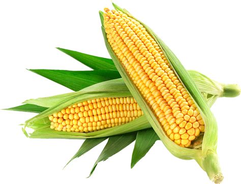 Corn Yellow PNG Corn Clipart Images Free Download Free Transparent PNG Logos