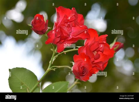 A Bunch Of Red Roses Stock Photo Alamy