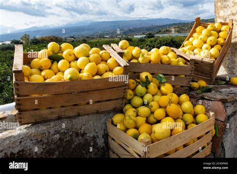 Lemon Trees And Lemon Farm In Sicily Italy Stock Photo Alamy