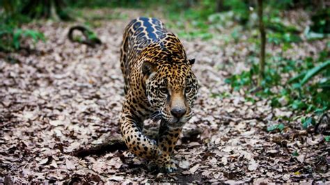 Jaguar Ontsnapt In Dierentuin En Bijt Verschillende Dieren Dood Rtl