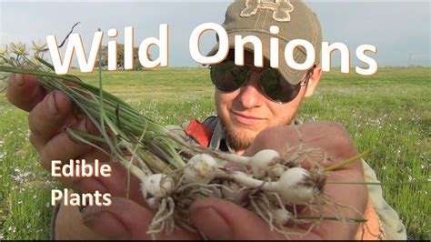 How To Identify And Pick Wild Onion Youtube
