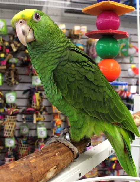 Yellow Naped Amazon Parrots For Sale Adorable Parrots For Sale