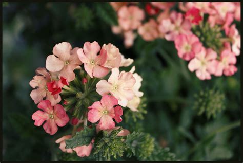 무료 이미지 꽃잎 여름 녹색 빨간 목초 식물학 지독한 정원 담홍색 플로라 야생화 제라늄 관목 자주 빛 꽃 피는 식물 장미 가족 에메랄드 그린