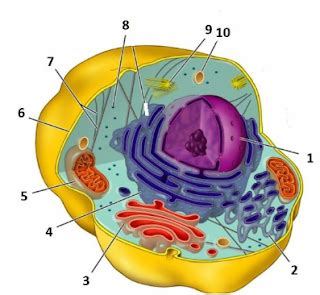 Soal utbk & sbmptn biologi. 2. Secaraberurutan no 1, 2, dan 3 adalah…