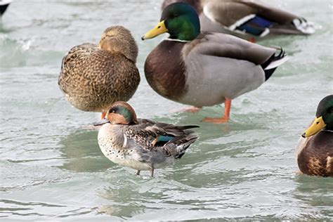 On The Wild Side The Ducks Of Winter Are Now Visiting Toronto Beach
