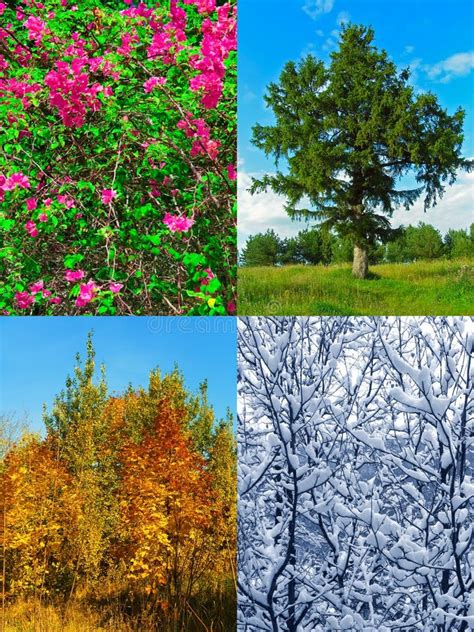 Four Seasons In Nature Stock Image Image Of Forest Dandelion 7455763
