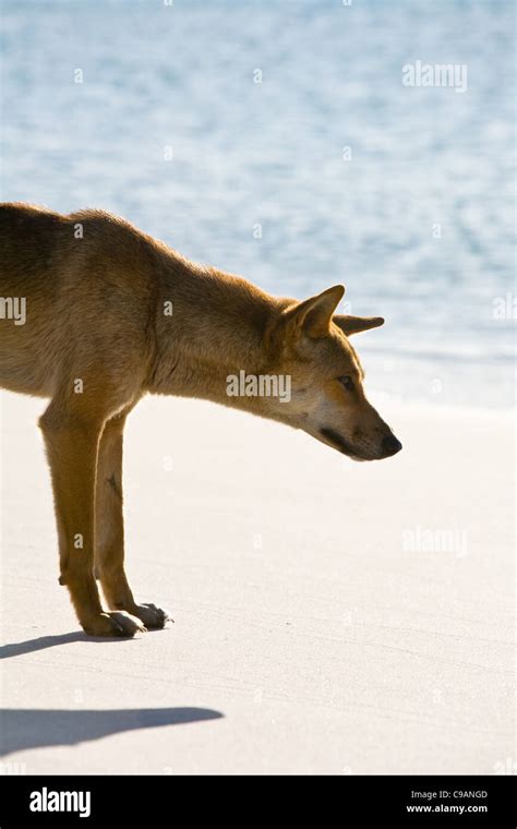 A Fraser Island Dingo Canis Familiaris Fraser Island Queensland