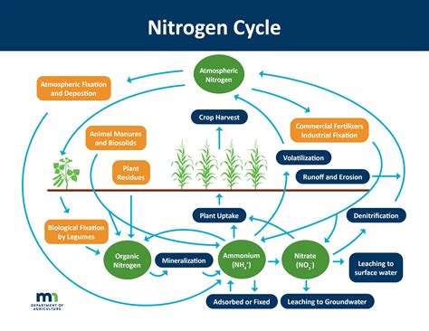 5 Stages Of Nitrogen Cycle