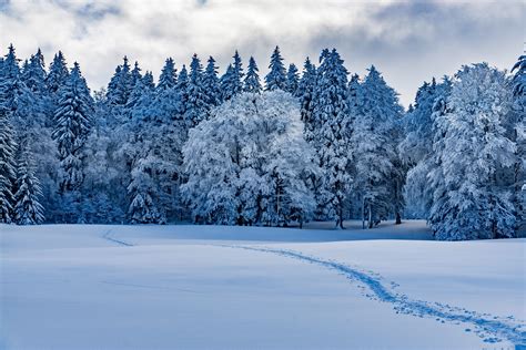 Wallpaper Nature Winter Landscape Forest Snow Tracks Clouds