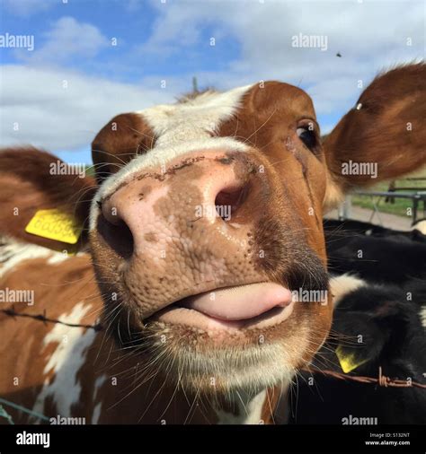 Cow Tongue Hi Res Stock Photography And Images Alamy