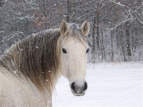 Horse Winter Scenes Wallpaper Wallpapersafari