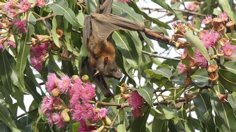 Clarence Valley Council Assisting Residents Affected By Flying Foxes