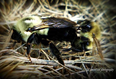 Mating Bumble Bees Whats That Bug