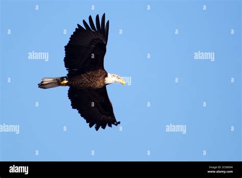 American Bald Eagle Flying Stock Photo Alamy