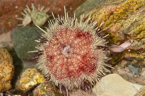 Green Sea Urchin Stock Image C0250956 Science Photo Library