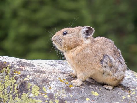 The American Pika Came Across This Adorable Little Buddy While Hiking