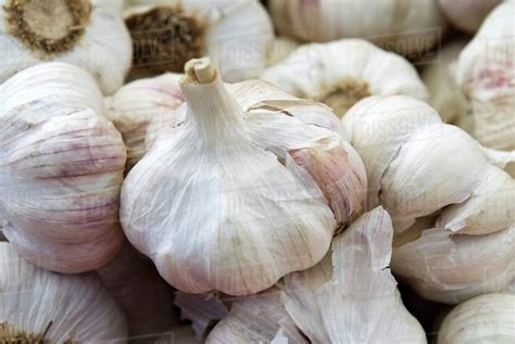 Many Fresh Garlic Bulbs Stock Photo Dissolve