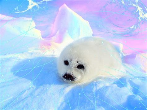 Cute Seal Wallpapers Top Free Cute Seal Backgrounds Wallpaperaccess