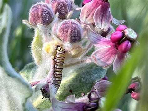 Were Planting Hundreds Of Milkweeds For Monarchs Save Mount Diablo