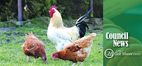 Council Passes Ordinance To Allow Chickens With Regulation Permit Required Golf Manor