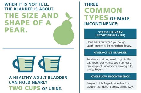 A Free Infographic With Facts And Figures On Loss Of Bladder Control Bladder Control Bladder