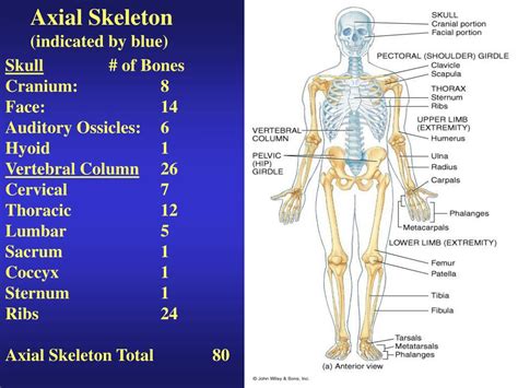Ppt Functions Of The Skeletal System Powerpoint Presentation Free
