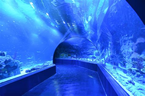 Entradas Atlantis Aquarium 2024 The Best Deals