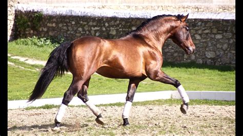 We did not find results for: Andalusian horse for sale - Prospect for dressage - YouTube