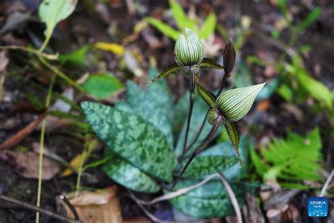 Rare Orchid Species Found In Chinas Yunnan Xinhua