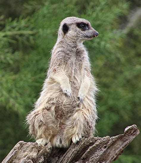 Erdmännchen Tier Zoo Kostenloses Foto Auf Pixabay Pixabay
