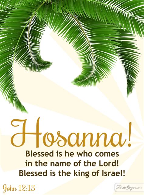 The people were crowded around the gate watching jesus enter the city, and they were celebrating and calling out. Hosanna! | John 12:13 - Tricia Goyer