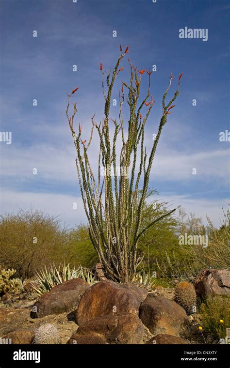 Ocotillo Cactus Growing In The Sonora Desert Arizona Fouquieria