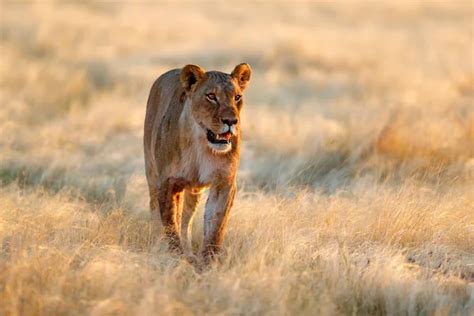 Big Angry Female Lion In Etosha Np Namibia African Lioness Walking In